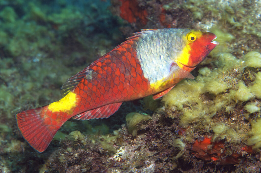 VIEJA -hembra- (Sparisoma cretense). En: parrotfish - Fr: Poisso