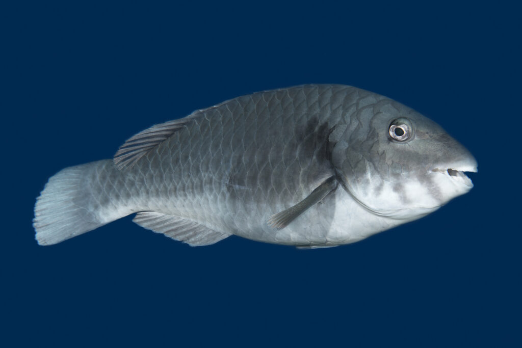 VIEJA -macho- (Sparisoma cretense). En: parrotfish - Fr: Poisson